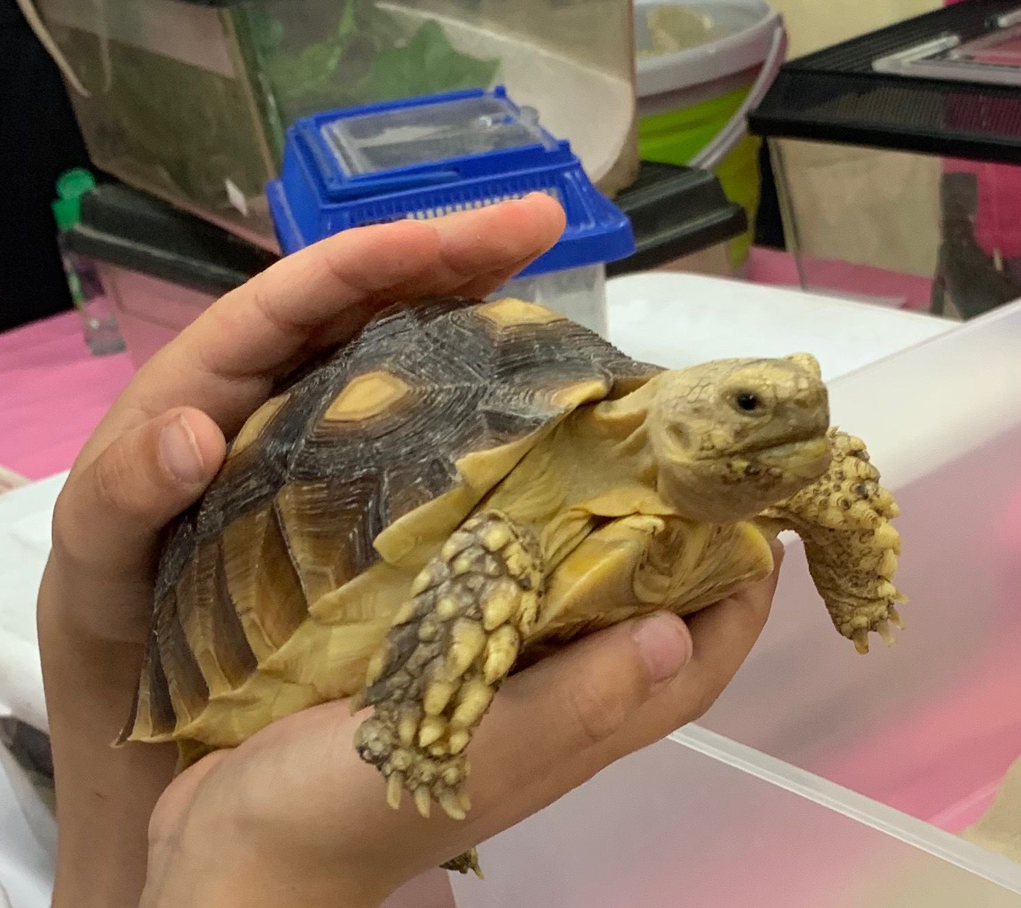 Tucson Reptil Museum